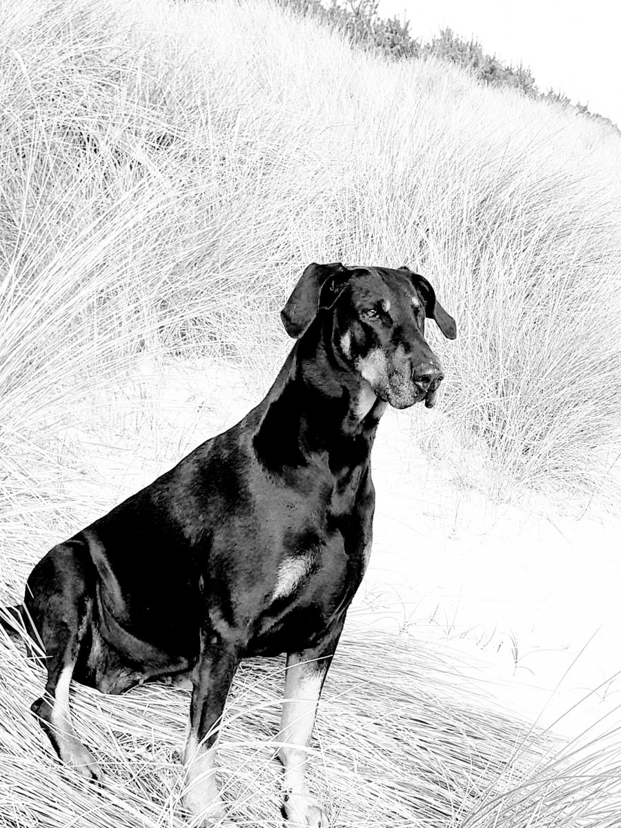 Bonny in den Dünen von Sankt Peter-Ording.jpeg