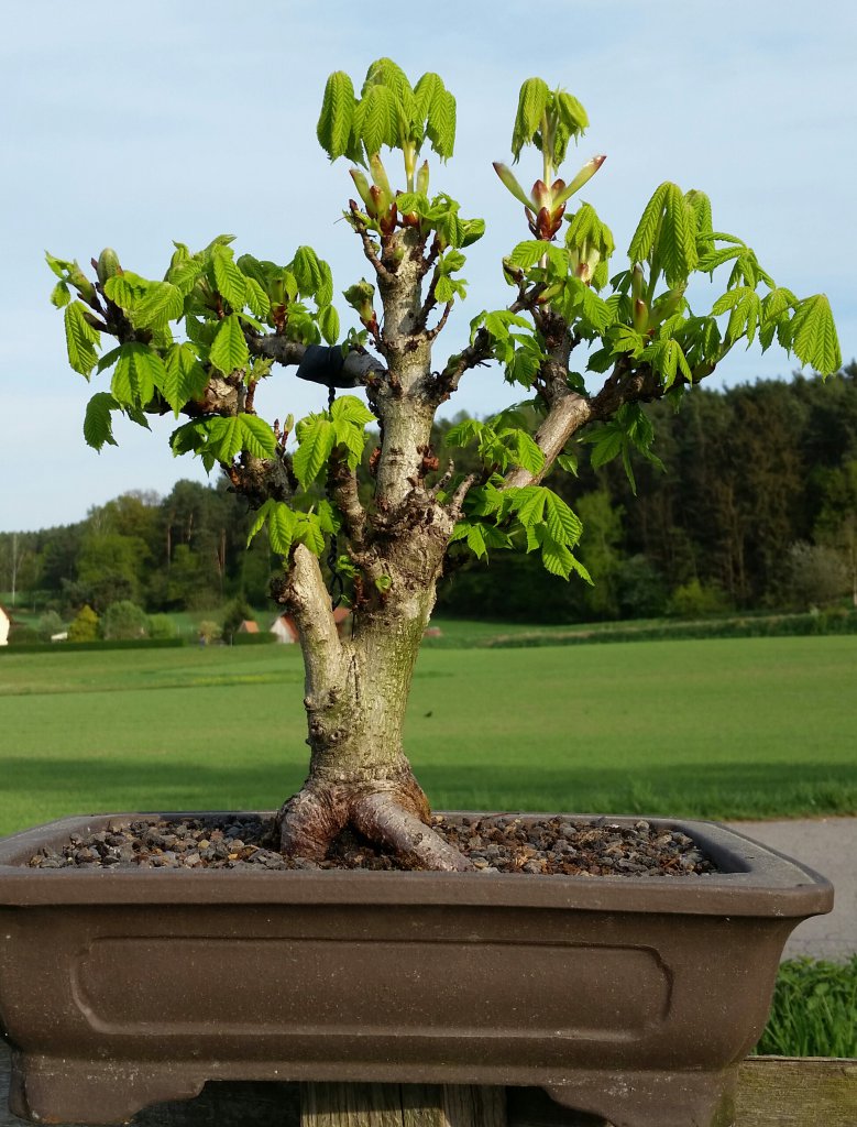 Bonsai Kastanie