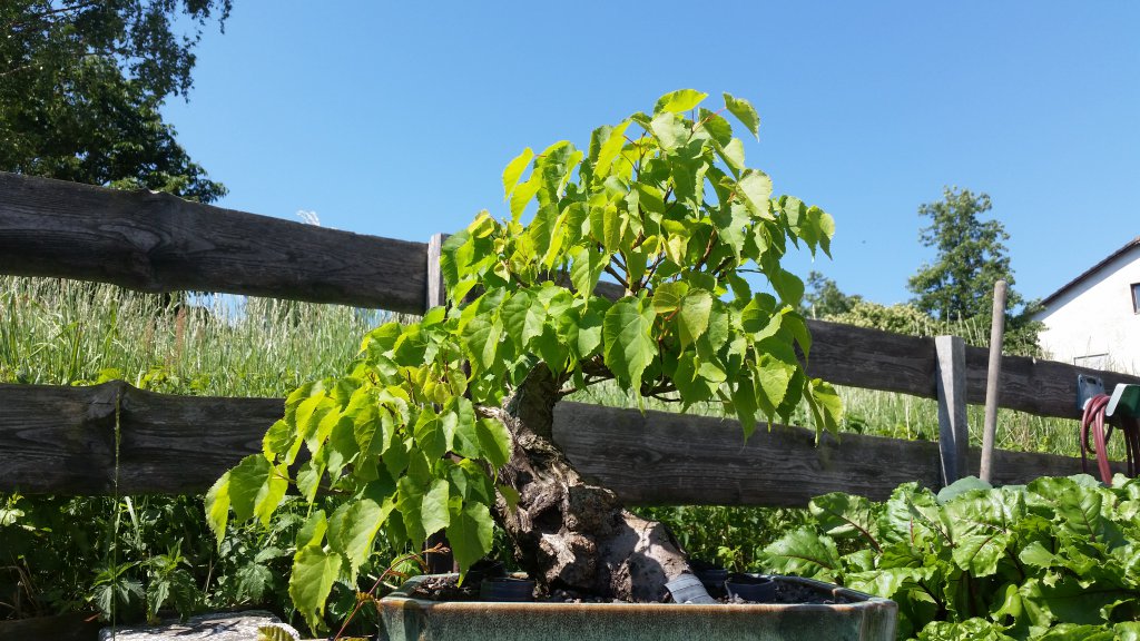 Bonsai Linde