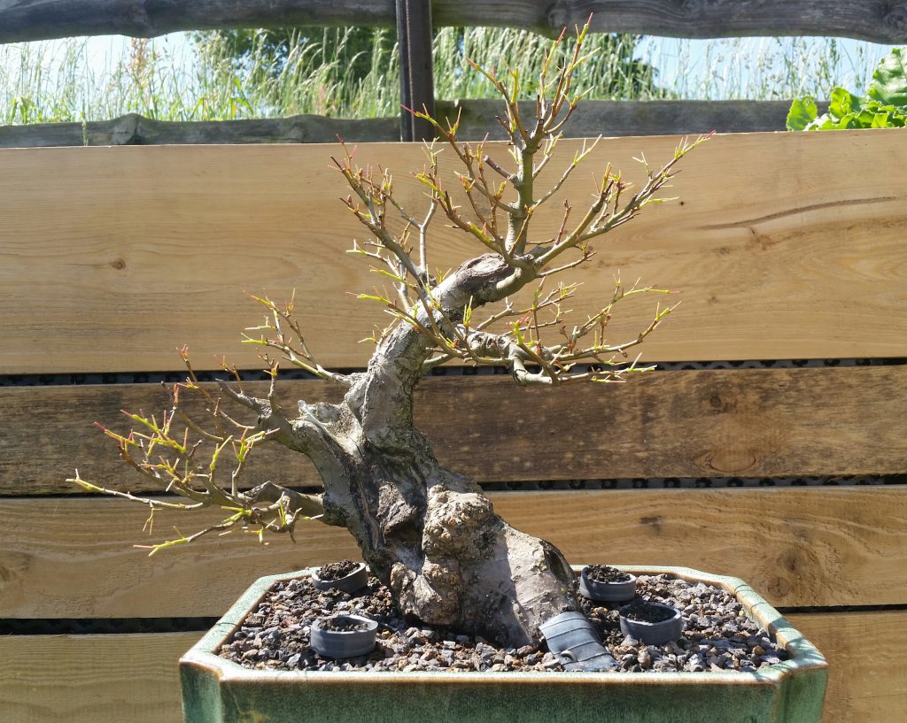 Bonsai Linde