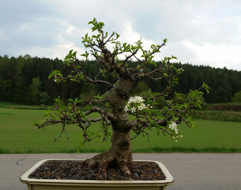 Bonsai Steinweichsel