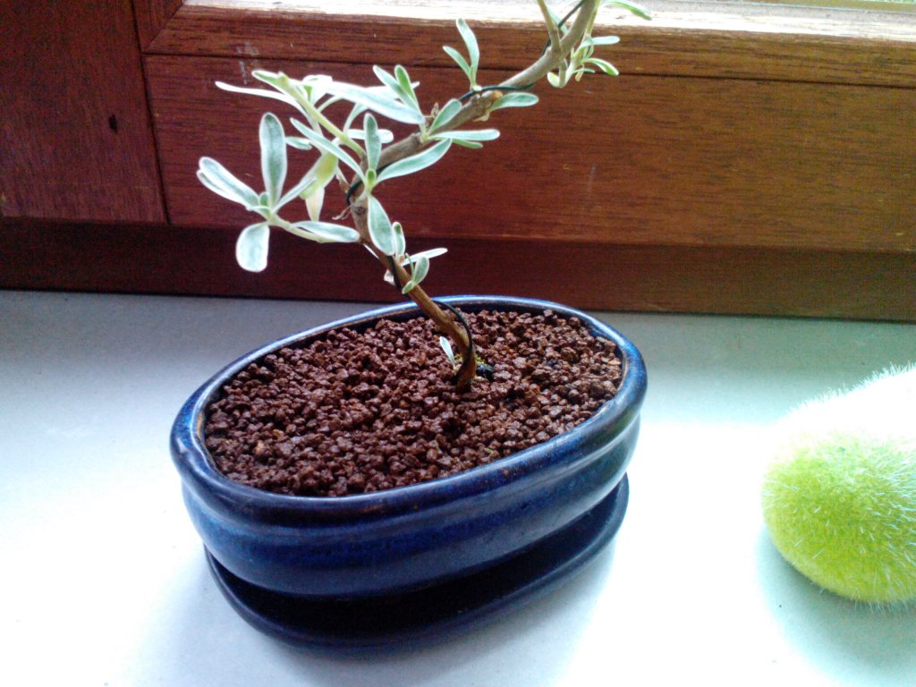 Bonsai wässern 5