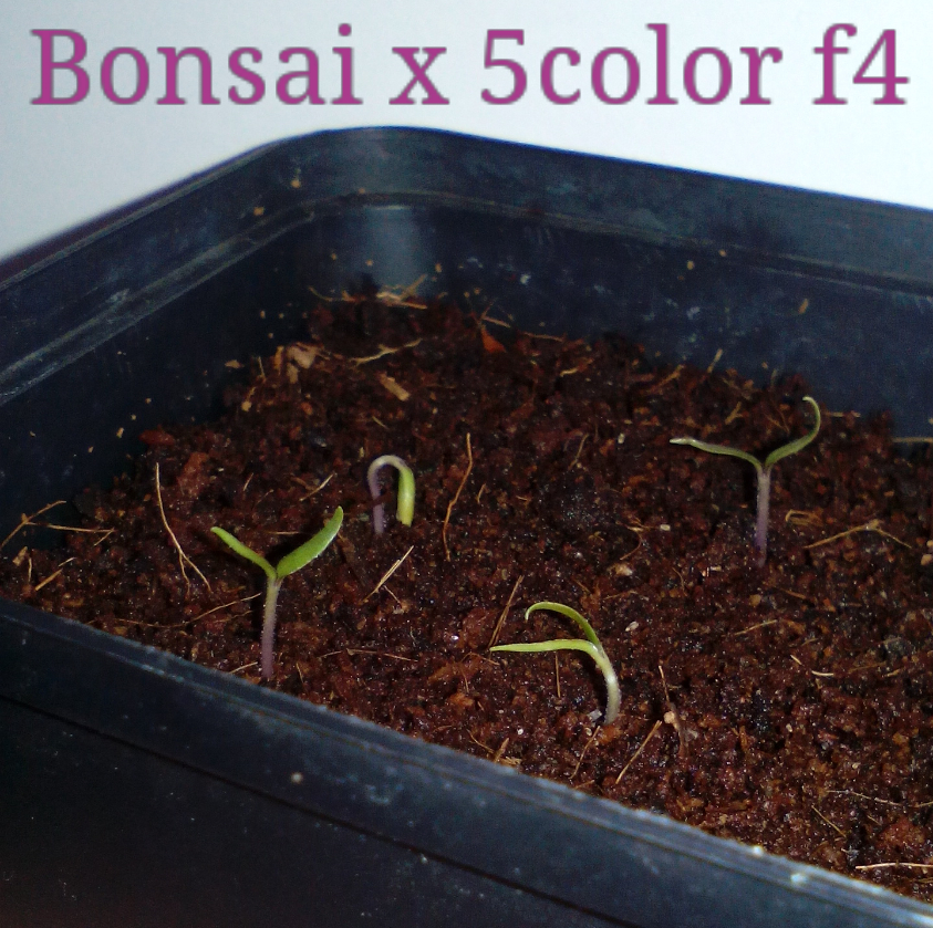 Bonsai x 5color f4