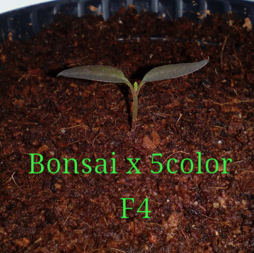 Bonsai x 5color f4