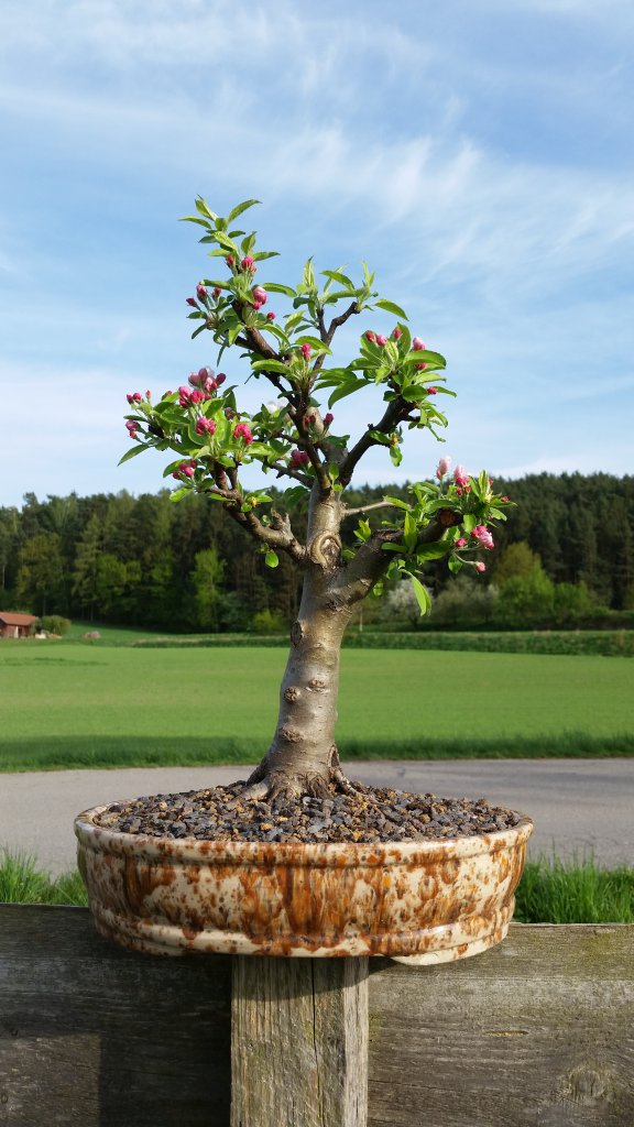 Bonsai Zierapfel 'Golden Hornet'