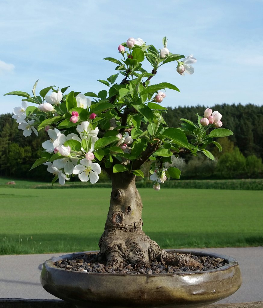 Bonsai Zierapfel 'Malus evereste'