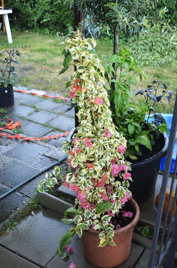 Bougainvillea