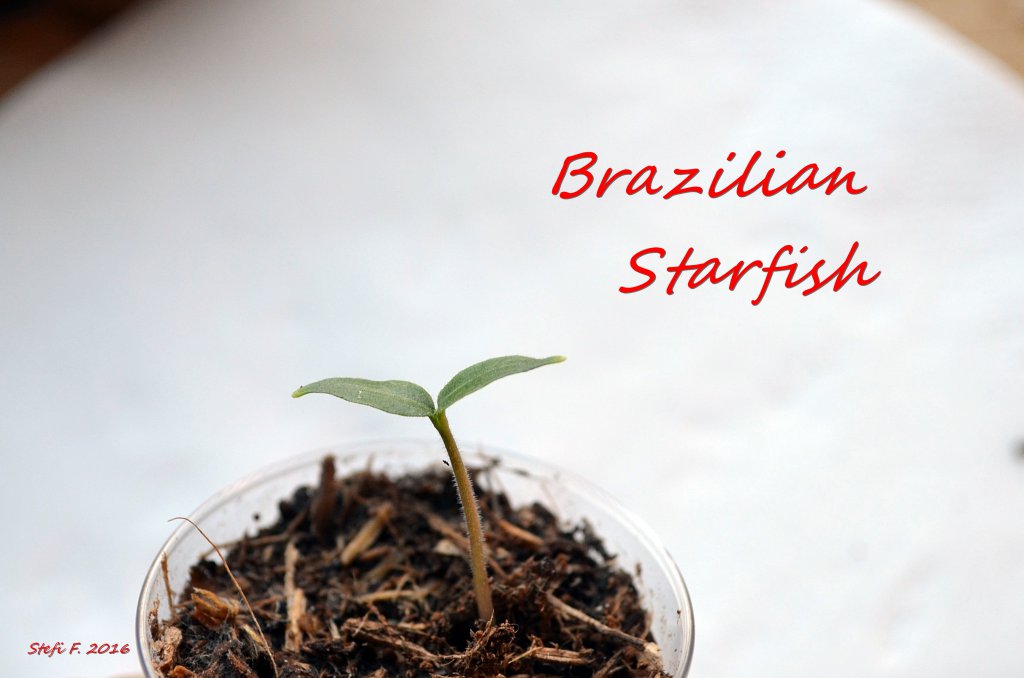 Brazilian Starfish