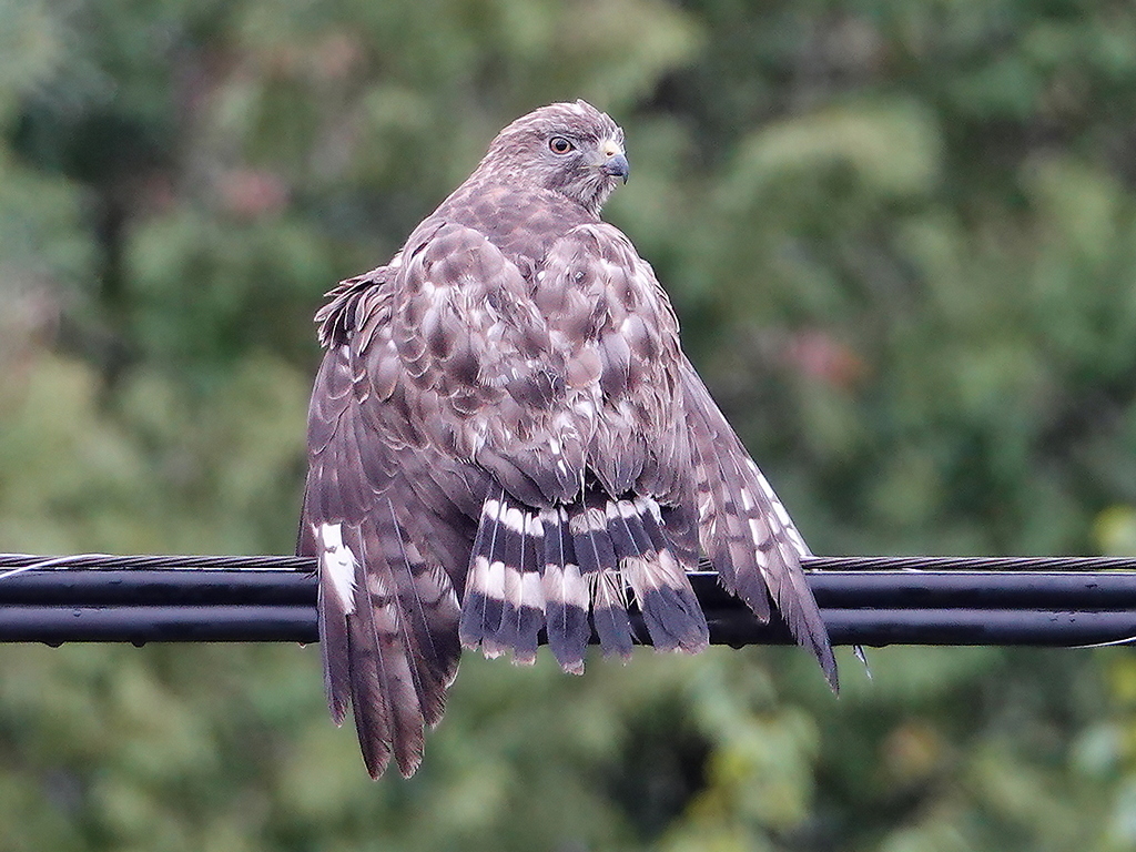 Breitflügelbussard