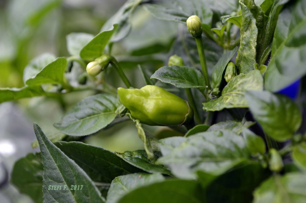 Brito´s Mystery Peach F4 aus Originalsaatgut von Tasty Peppers