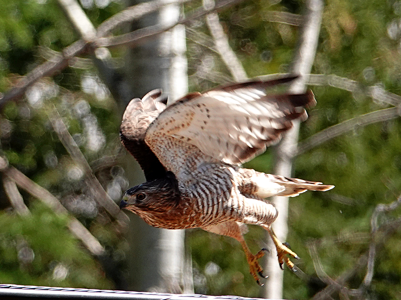 Broad-winged hawk / Breitflügelbussard