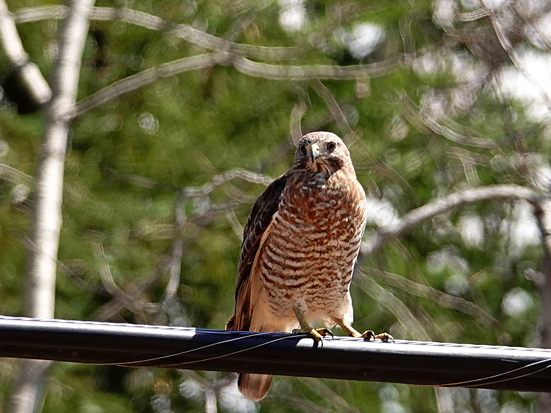 Broad-winged hawk / Breitflügelbussard