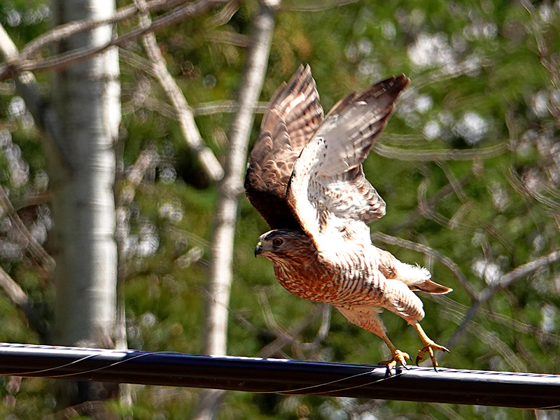 Broad-winged hawk / Breitflügelbussard