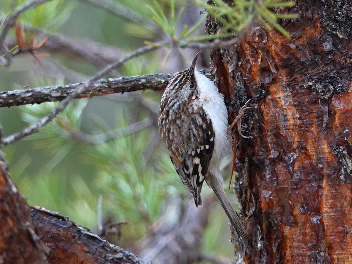 Brown Creeper