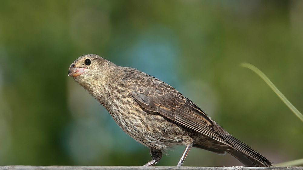 Brown-headed Cowbird