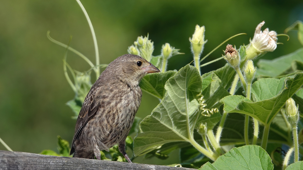 Brown-headed Cowbird