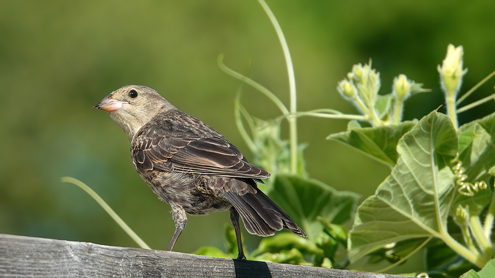 Brown-headed Cowbird