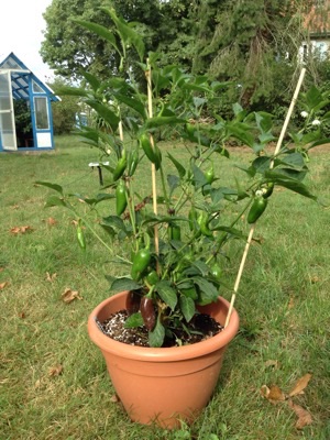 Brown Jalapeno