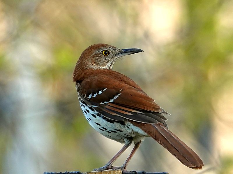 Brown Thrasher / Rotrücken-Spottdrossel