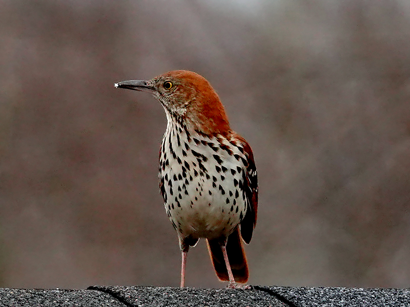 Brown Thrasher