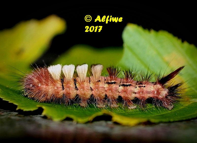 Buchenstreckfuss Raupe 1