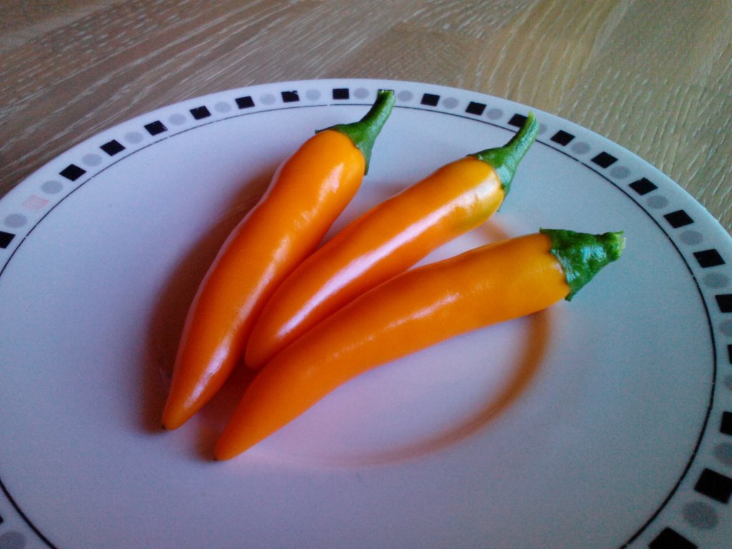 Bulgarian Carrot Ernte