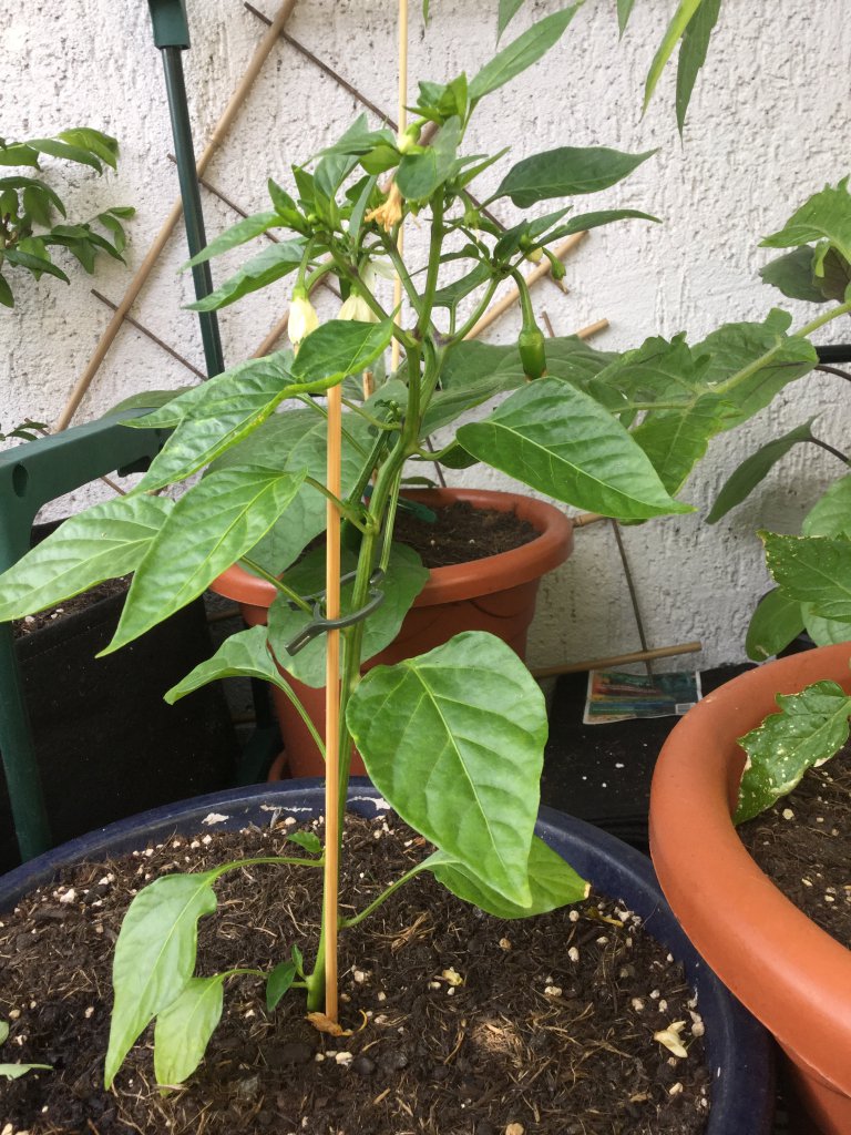 Bulgarian Carrot