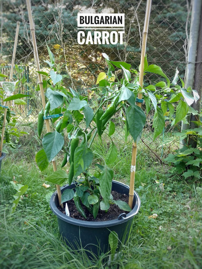 Bulgarian Carrot