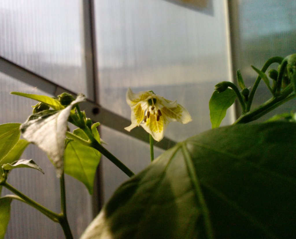 Bulgarian Teardrop Blüte