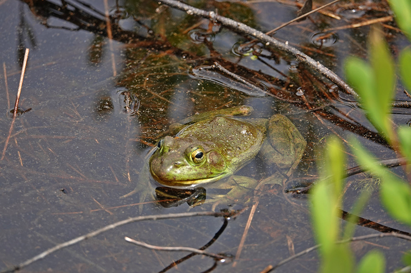 Bullfrog / Ochsenfrosch