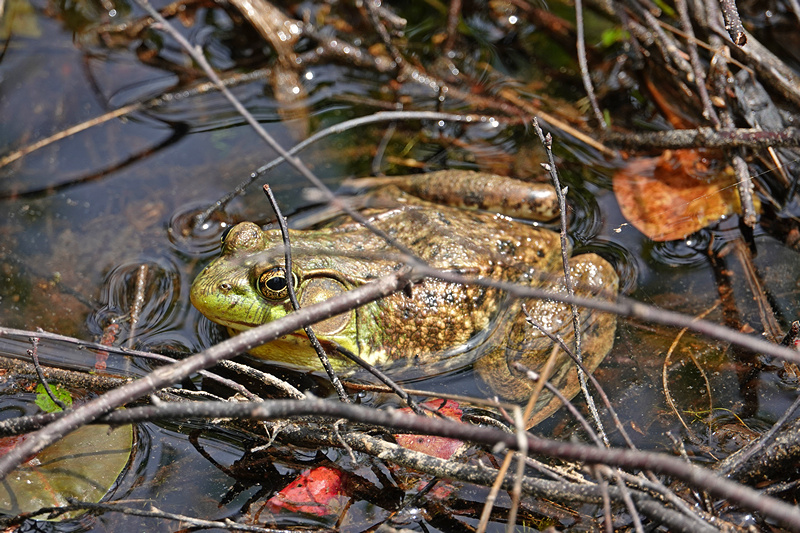 Bullfrog / Ochsenfrosch