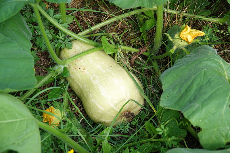 Butternut Squash