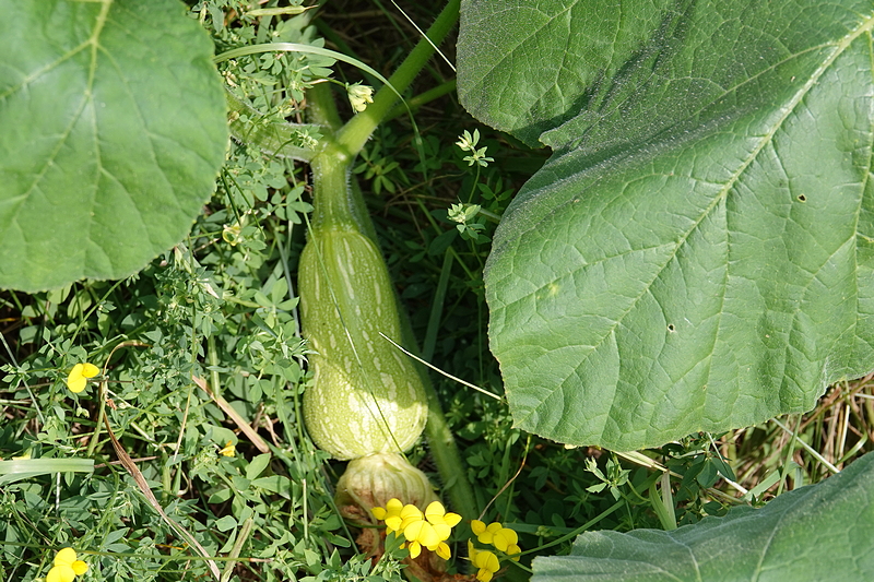 Butternut Squash