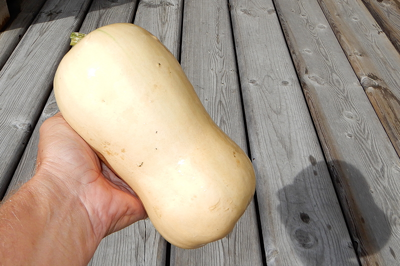 Butternut Squash