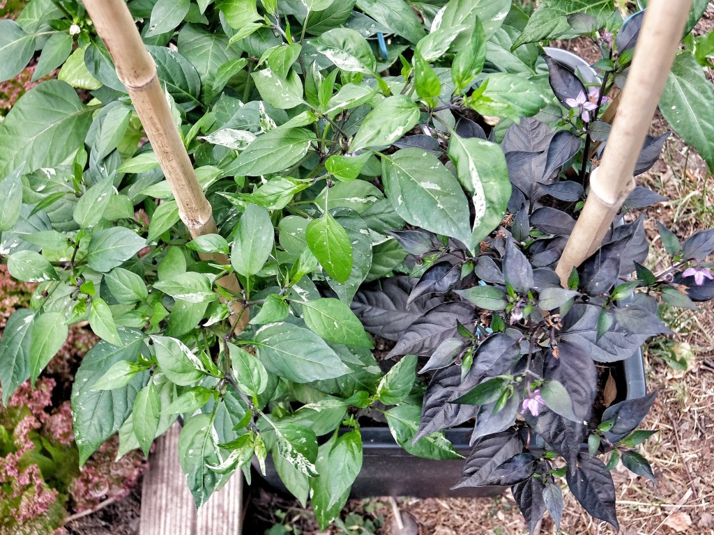 C.a. Black Cobra & C.a. Tricolor Variegata