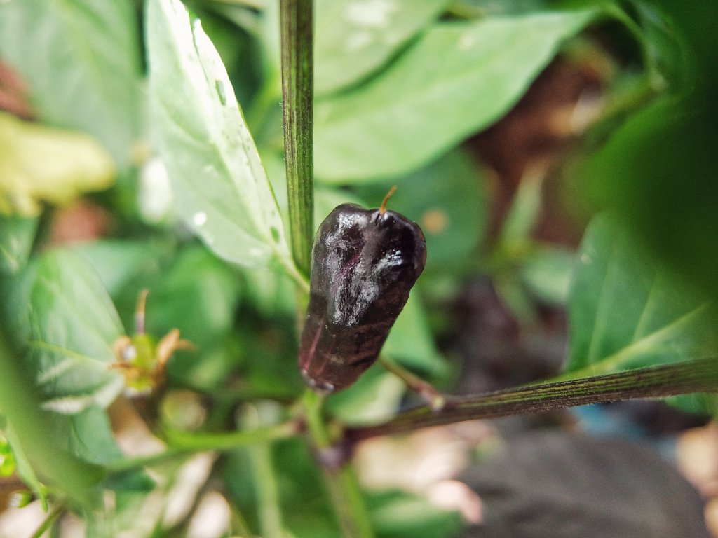 C.a. Tricolor Variegata