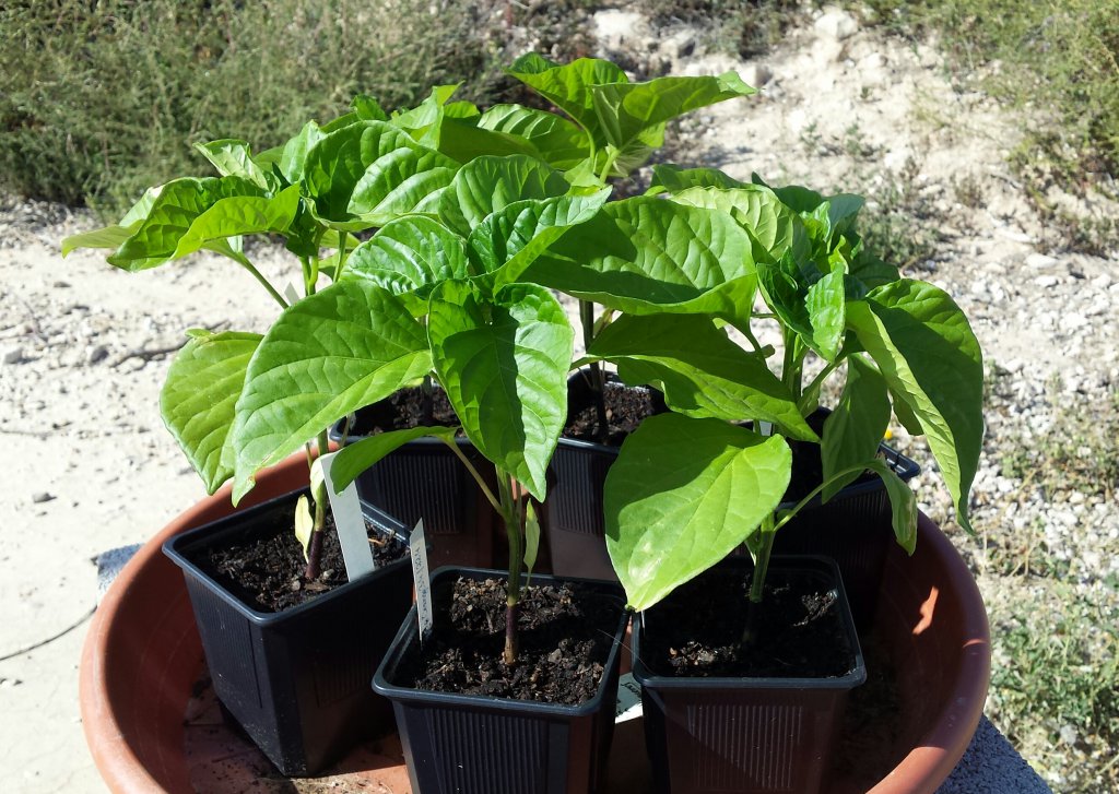 C. Annuum Jalapeño Orange