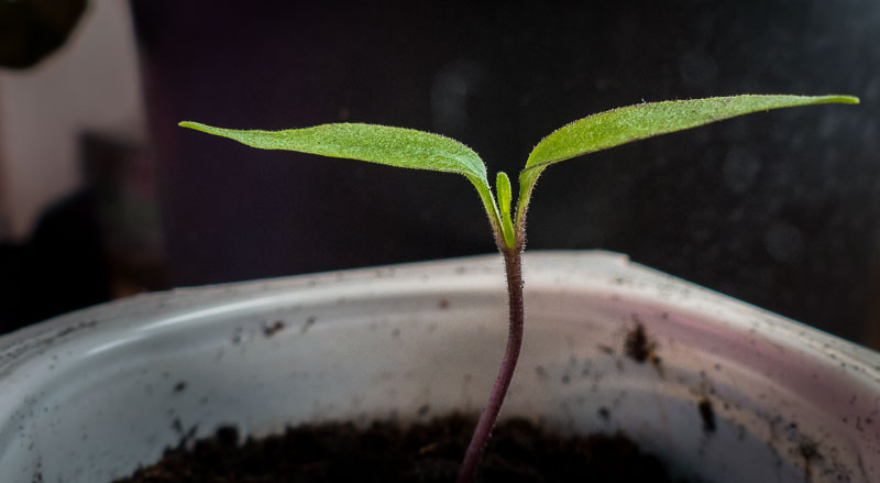 C. Annuum Salsa Orange 2tes Blättchen