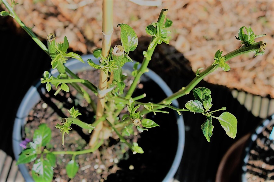 C. Annuum var. gabriscalum Chiltepin