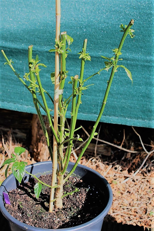 C. Annuum var. gabriscalum Chiltepin