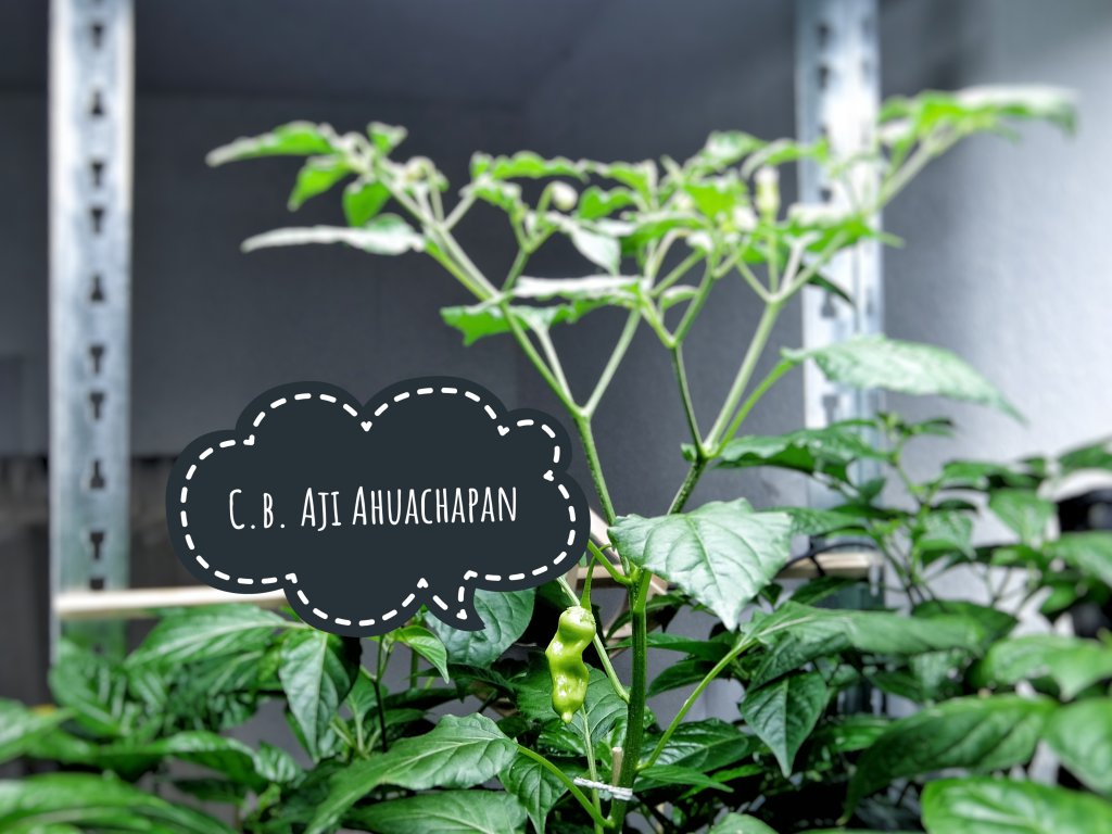 C.b. Aji Ahuachapan