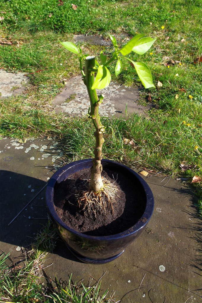 C.baccatum Jamy