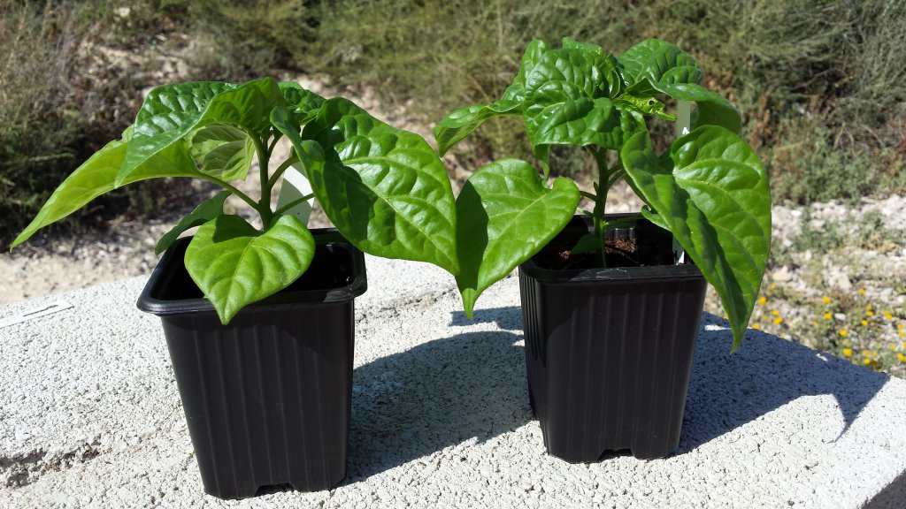 C. Chinense Habanero Chocolate