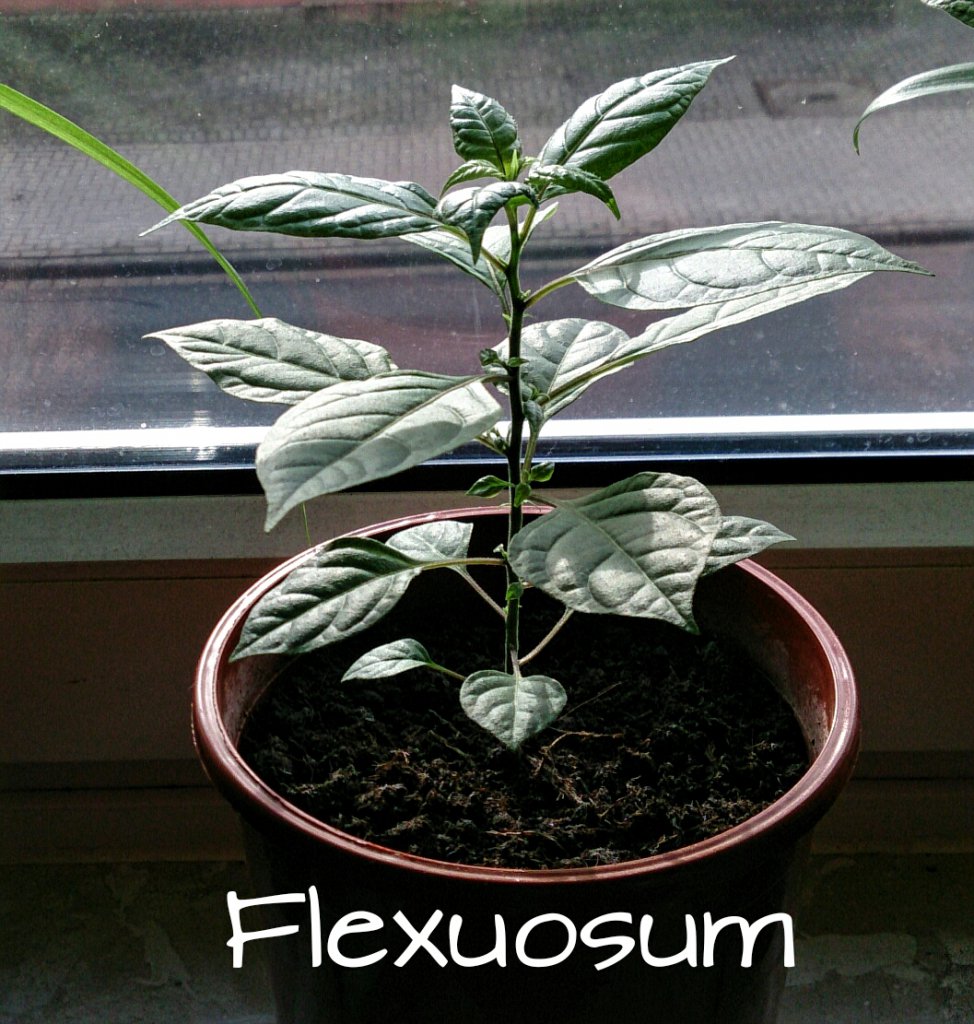 C.Flexuosum