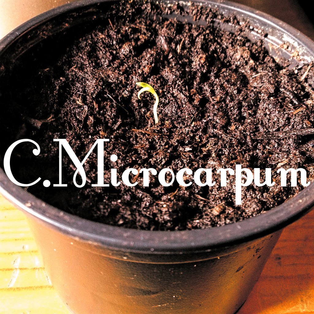 C.Microcarpum (Baccatum)