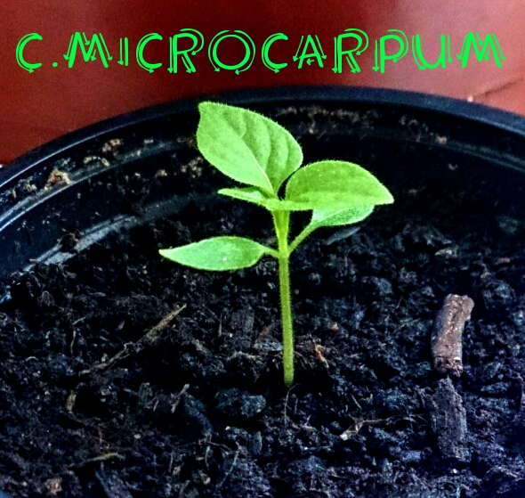 C.Microcarpum