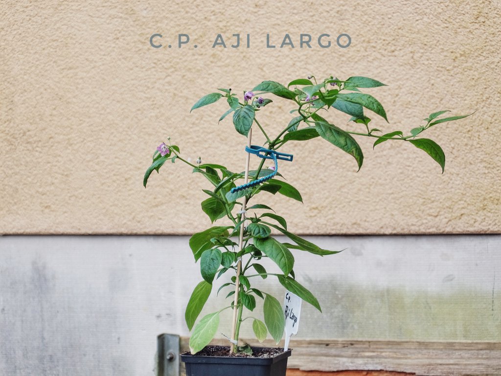 C.p. Aji Largo