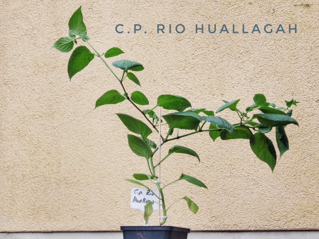 C.p. Rio Huallagah