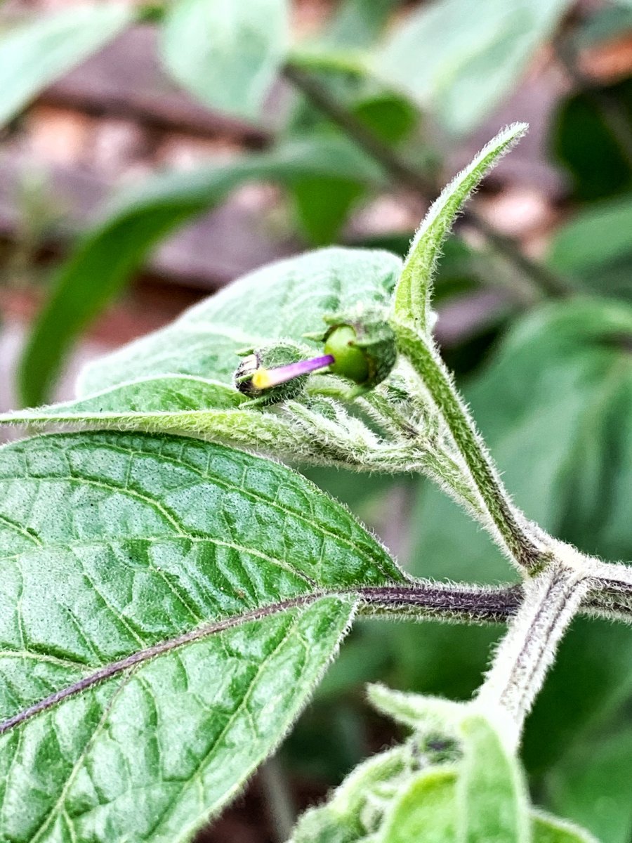 C.pubescens, endlich Fruchtbehang