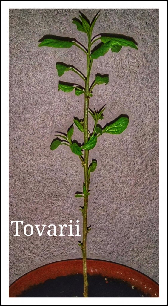 C.tovarii